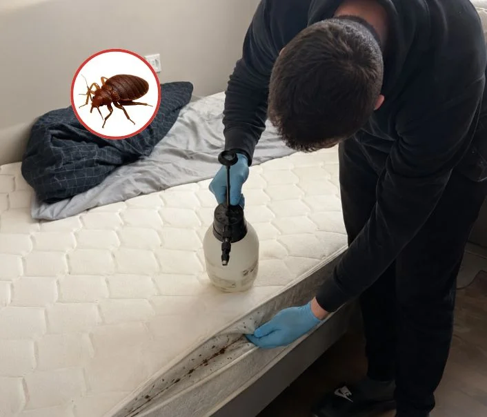 Technicien traitant un matelas contre les punaises de lit à Châtenay-Malabry